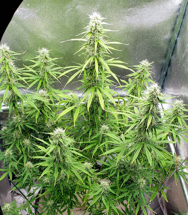 Girl Scout Cookies Auto Cannabispflanze – Blimburn Seeds, Foto 1