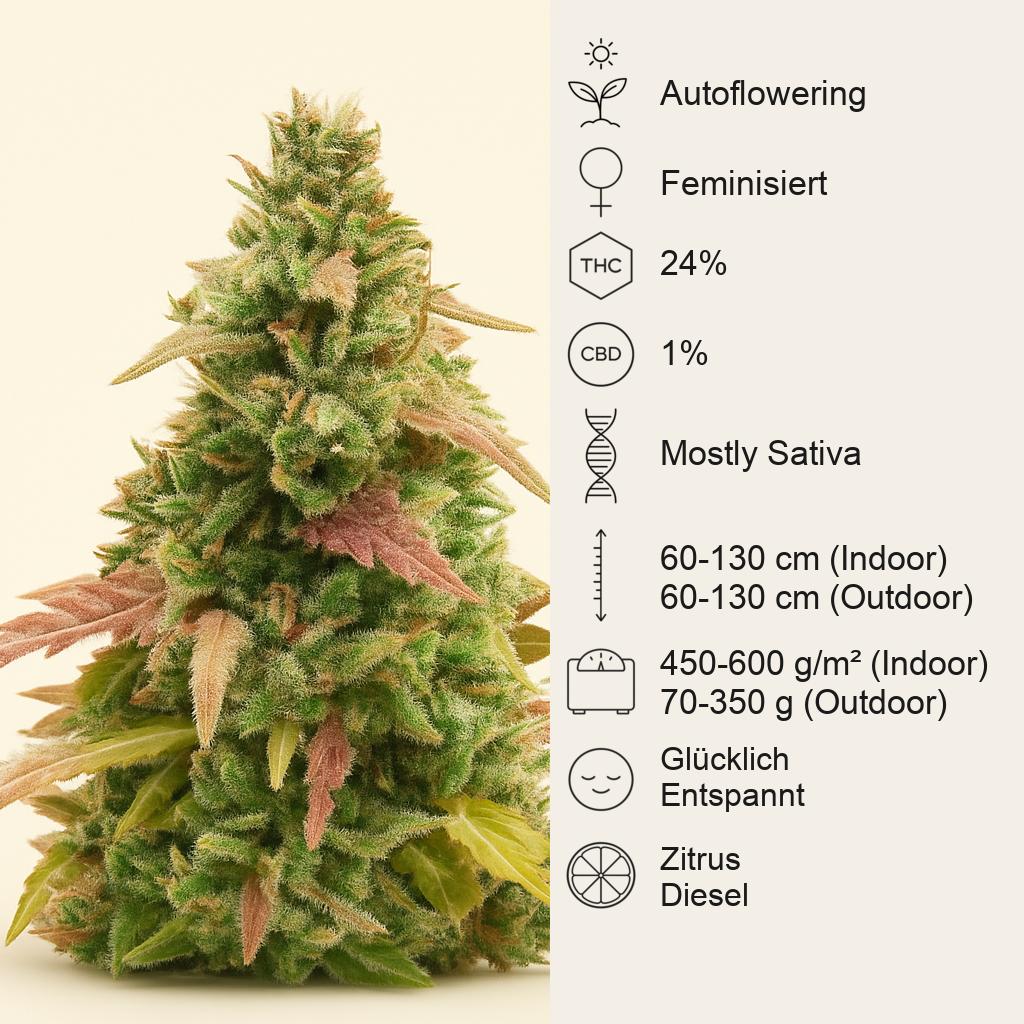 GG#4 Original Glue Auto feminisierte Samen (Fast Buds)