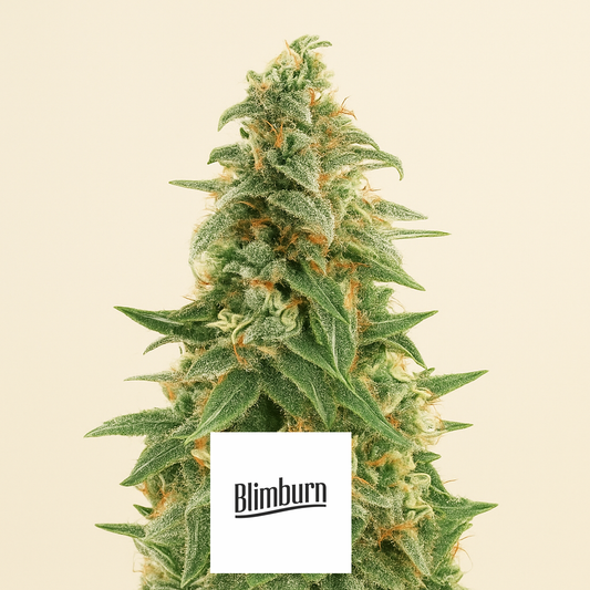 Zombie Death Fuck (BlimBurn Seeds) Cannabis-Samen