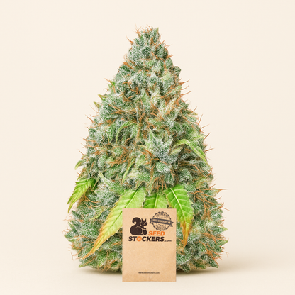 Bruce Banner Auto feminisierte Samen (Seedstockers)