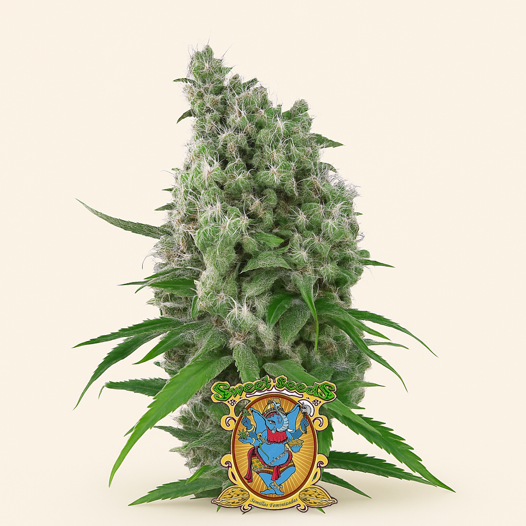 Sweet Trainwreck Auto (Sweet Seeds) Cannabis-Samen