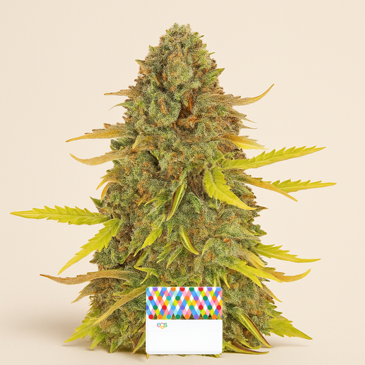 Acid Rain Autoflower feminisierte Samen (EGS)