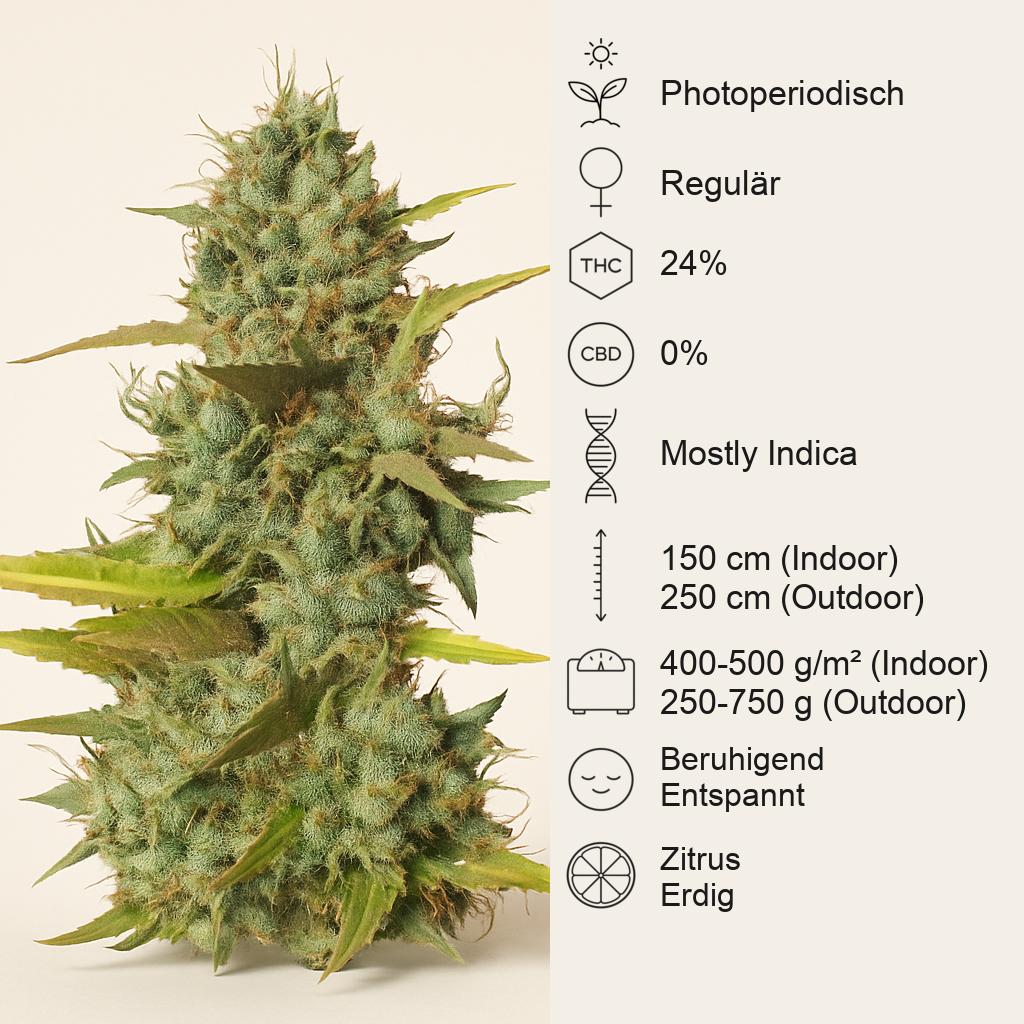 Mazar regular (Dutch Passion) Cannabis-Samen