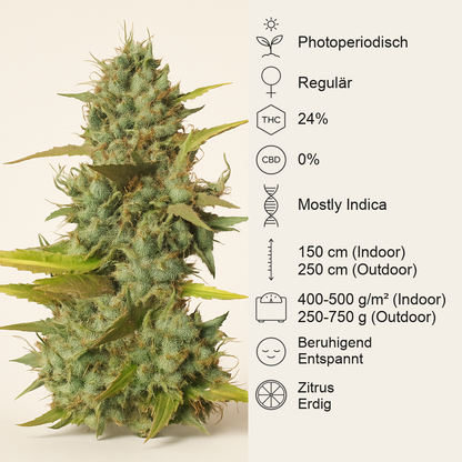 Mazar regular (Dutch Passion) Cannabis-Samen