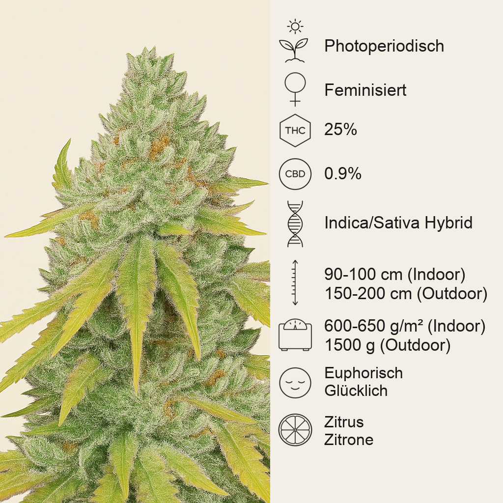 Lemon Tree Samen feminisiert (Barney's Farm)