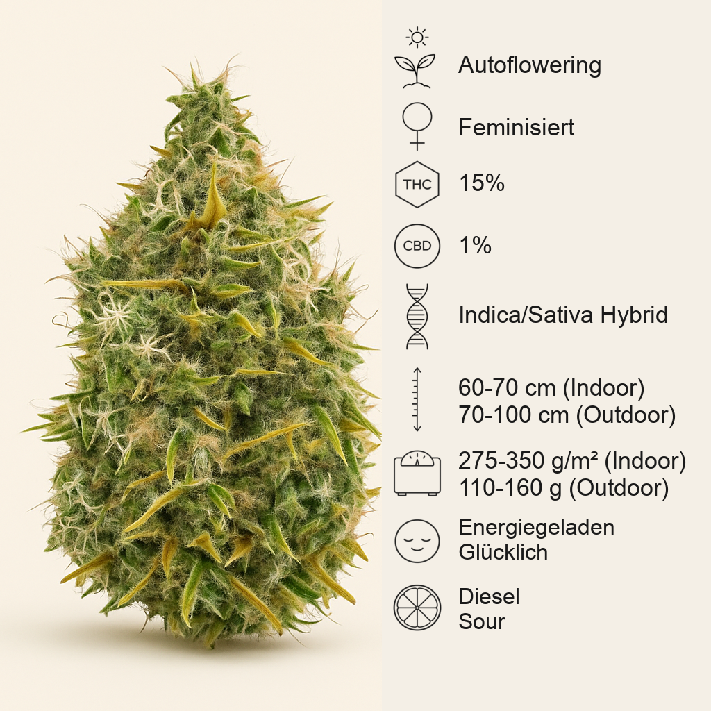 Royal AK Automatic (RQS) Cannabis-Samen