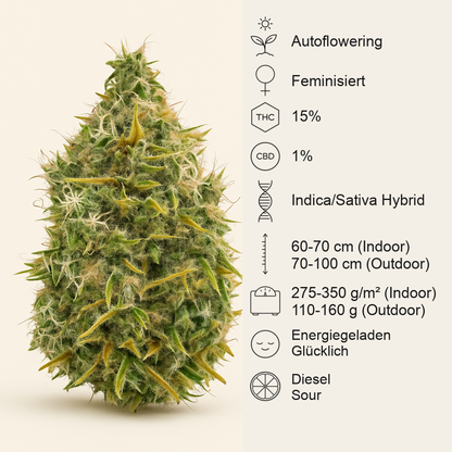 Royal AK Automatic (RQS) Cannabis-Samen