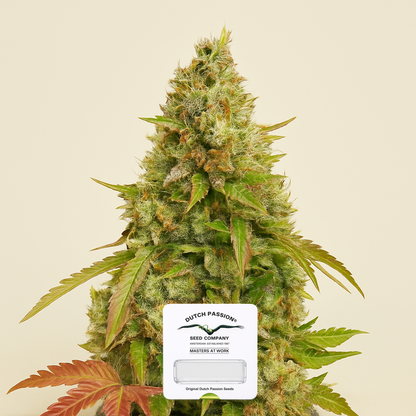 Auto White Widow (Dutch Passion) Cannabis-Samen