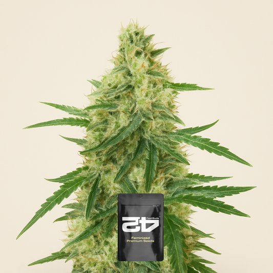 Apple Strudel Auto feminisierte Samen (Fast Buds)
