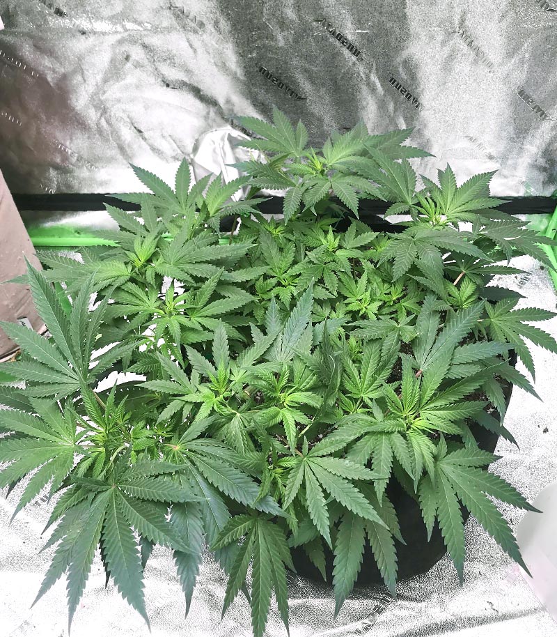Grandmommy Purple Cannabispflanze – Herbies Seeds, Foto 3