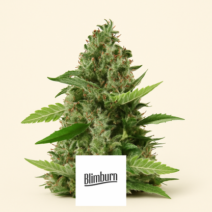 Bruce Banner #3 (BlimBurn Seeds) Cannabis-Samen