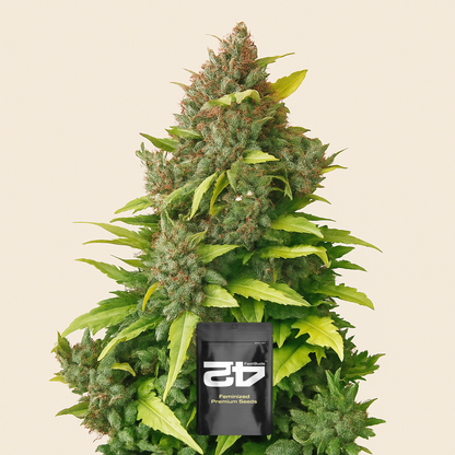 CBD Auto 20:1 (Fast Buds)