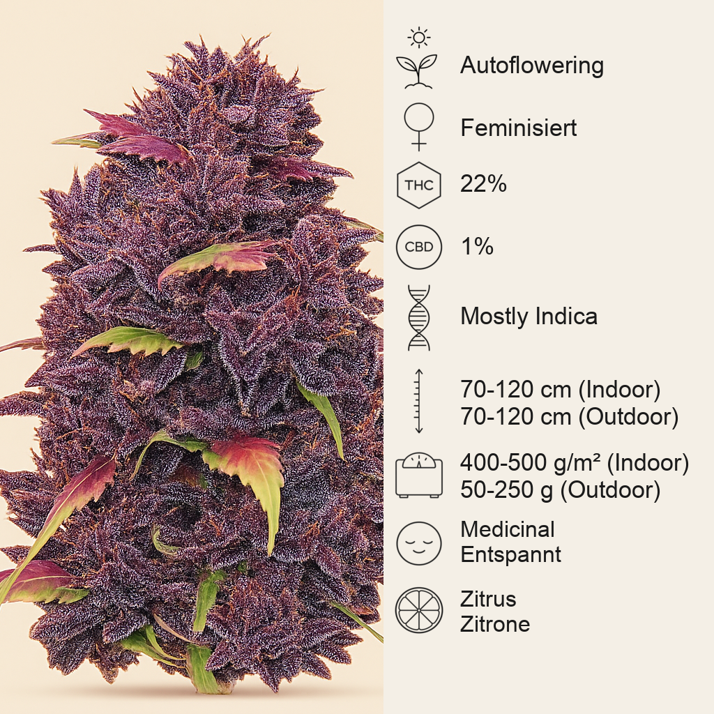 Purple Lemonade Auto feminisierte Samen (Fast Buds)