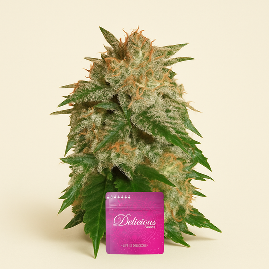 La Bella Afrodita Auto (Delicious Seeds) Cannabis-Samen