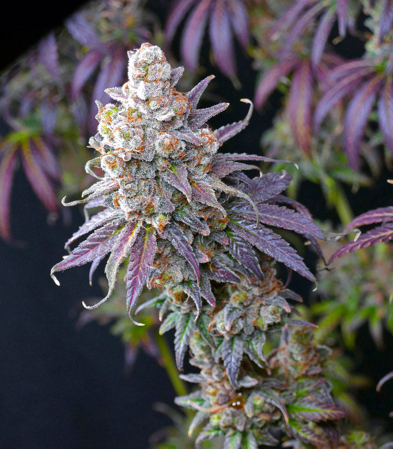 Lemon Drizzle Cannabispflanze – Barney's Farm, Foto 1
