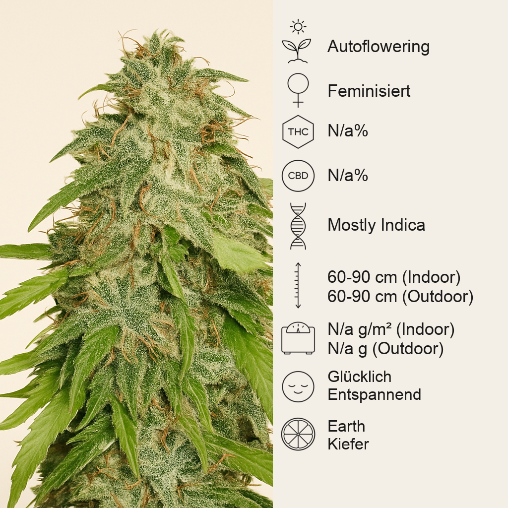 Northern Lights Automatic (Sensi Seeds) Cannabis-Samen