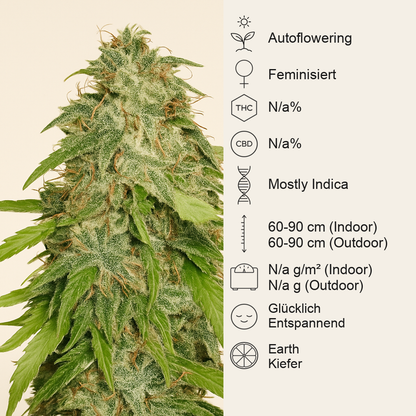 Northern Lights Automatic (Sensi Seeds) Cannabis-Samen