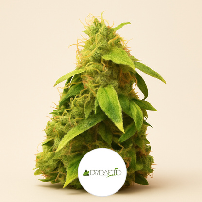 New York City (Pyramid Seeds) Cannabis-Samen