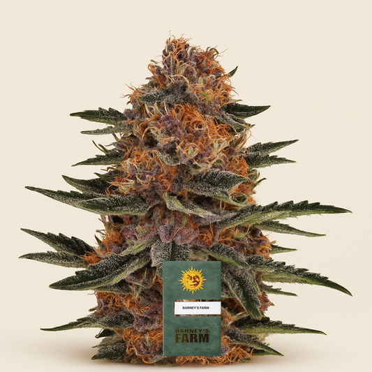 Purple Punch Auto feminisierte Samen (Barney’s Farm)