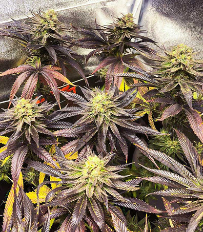 Dozywelly OG Cannabispflanze – AlphaFem Seeds, Foto 1