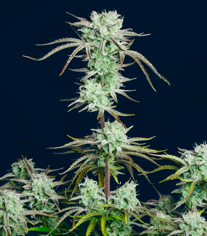 Strawberry Banana Auto Cannabispflanze – Fast Buds, Foto 5