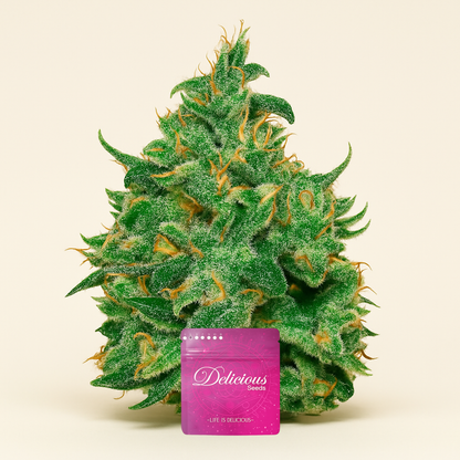 Critical Jack Herer Auto (Delicious Seeds)