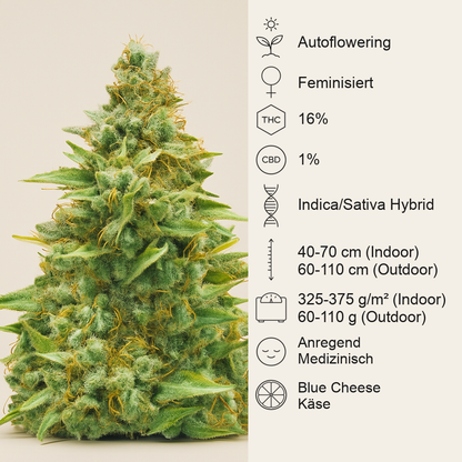 Blue Cheese Automatic (RQS) Cannabis-Samen