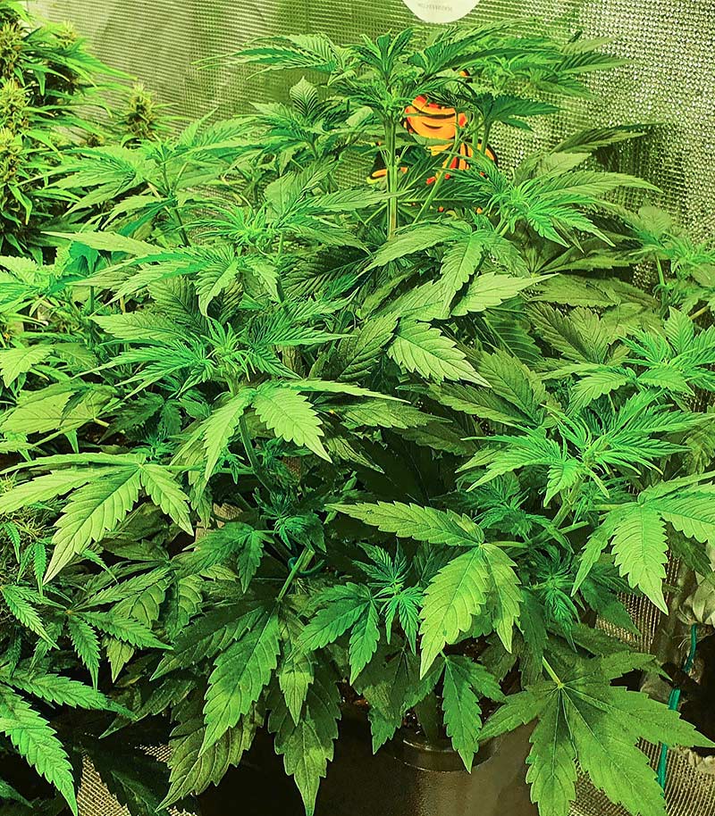 Runtz Auto Cannabispflanze – Barney's Farm, Foto 5