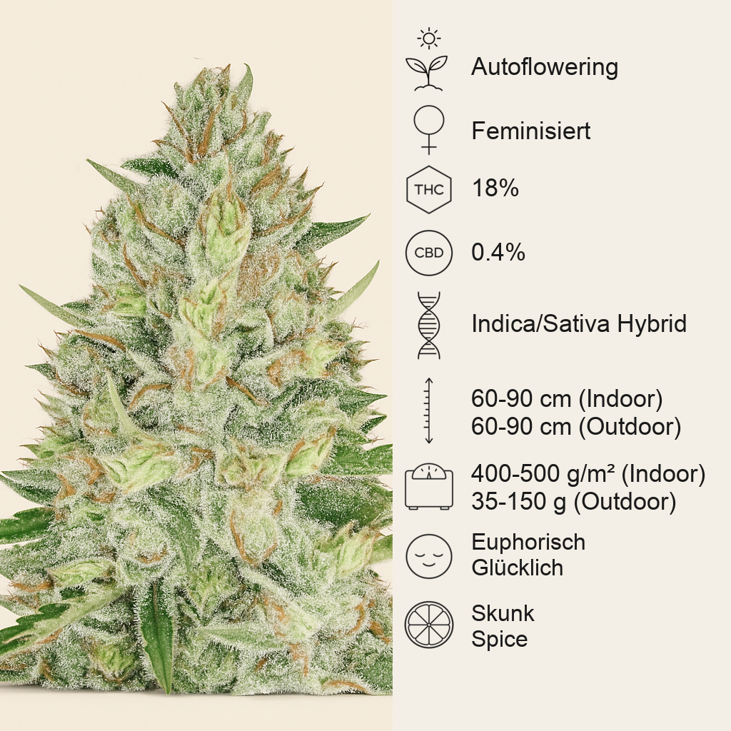 Sweet Skunk Auto (Sweet Seeds) Cannabis-Samen