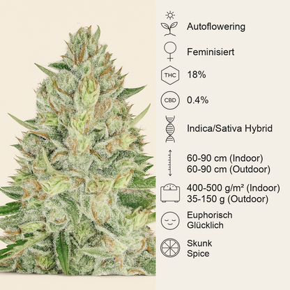 Sweet Skunk Auto (Sweet Seeds) Cannabis-Samen