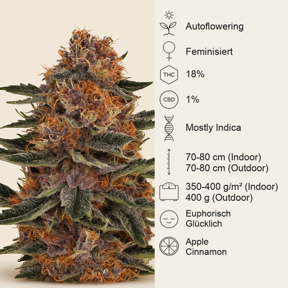 Purple Punch Auto feminisierte Samen (Barney’s Farm)