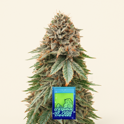 Blackberry Moonrocks feminisierte Samen (AlphaFem Seeds)