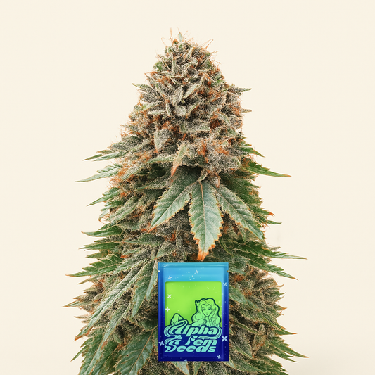 Blackberry Moonrocks feminisierte Samen (AlphaFem Seeds)