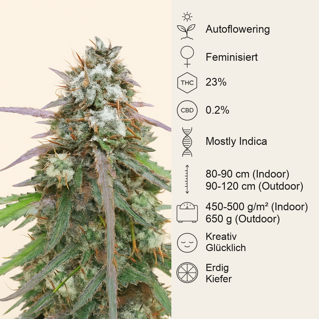 Skywalker OG Auto Samen feminisiert (Barney's Farm)