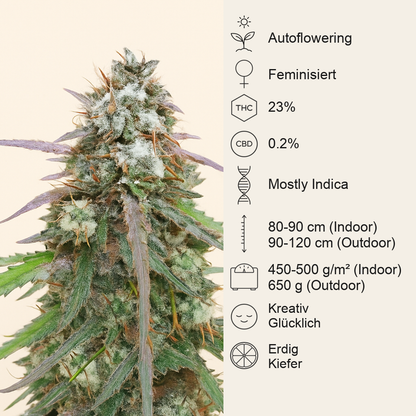Skywalker OG Auto Samen feminisiert (Barney's Farm)