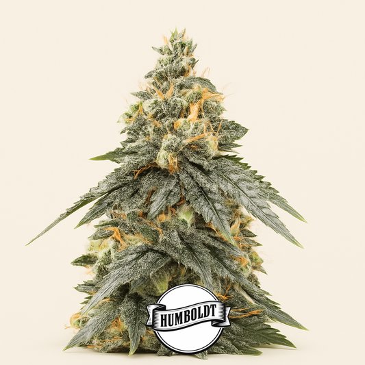 G.S. Cookies feminisierte Samen (Humboldt Seed Company)