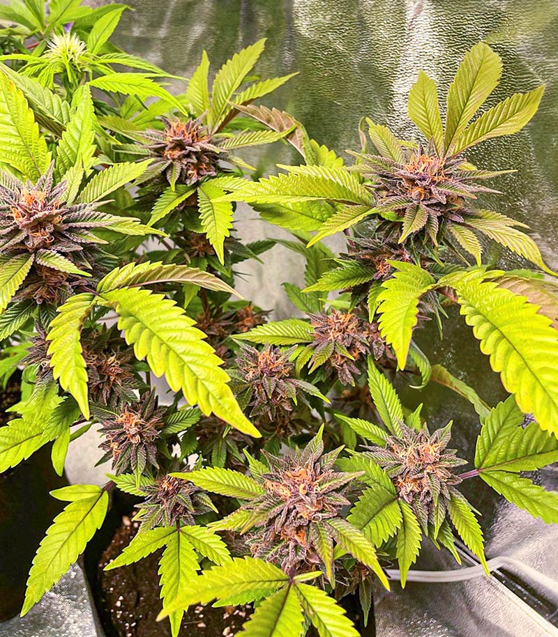 Still Bubba Cannabispflanze – AlphaFem Seeds, Foto 1