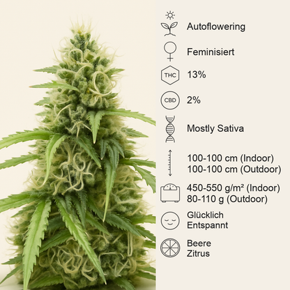 Also Know 47 Autoflower feminisierte Samen (Seedkeepers)