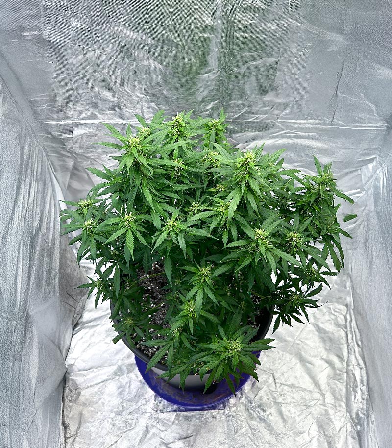 Also Know 47 Autoflower Cannabispflanze – Seedkeepers, Foto 5