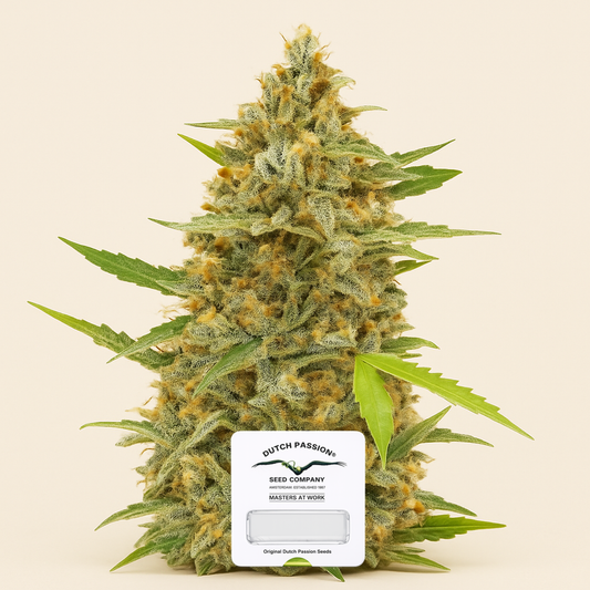 Auto Cinderella Jack (Dutch Passion) Cannabis-Samen