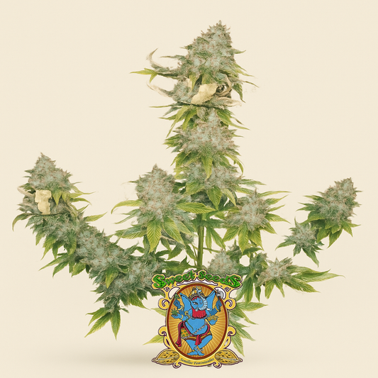 Sweet Cheese Auto (Sweet Seeds) Cannabis-Samen