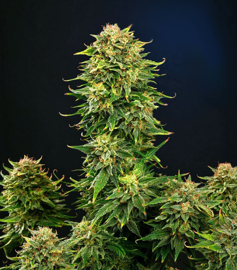 Dream Queen Autoflower Cannabispflanze – Humboldt Seed Company, Foto 5