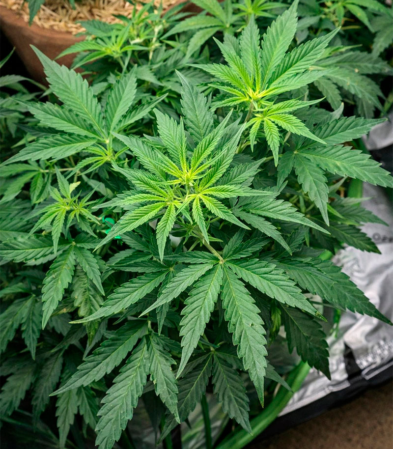 Super Lemon Cloud Auto Cannabispflanze – Herbies Seeds, Foto 1