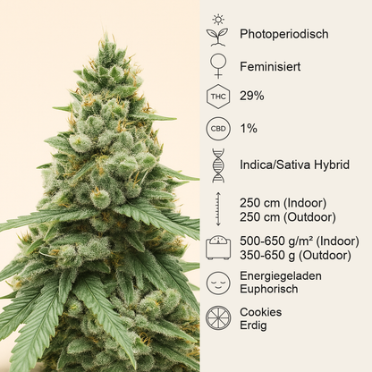Gorilla Cookies Fast Flowering (Fast Buds)