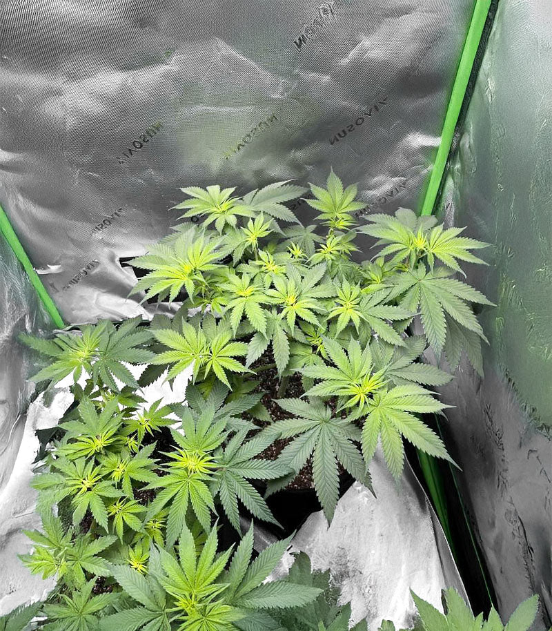 Florida Sunrise Autoflower Cannabispflanze – Seedkeepers, Foto 2