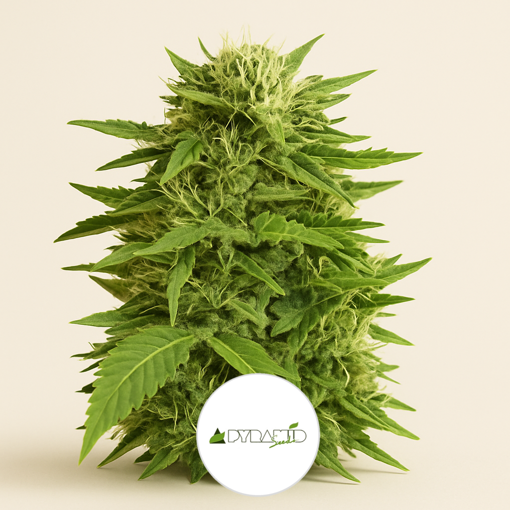 Auto Super Hash (Pyramid Seeds) Cannabis-Samen