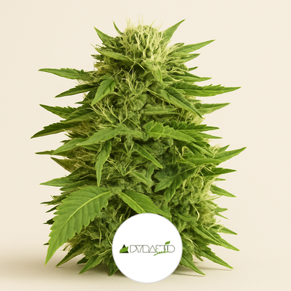 Auto Super Hash (Pyramid Seeds) Cannabis-Samen
