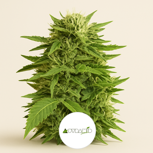 Auto Super Hash (Pyramid Seeds) Cannabis-Samen