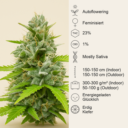 Durban Poison Autoflower feminisierte Samen (Seedkeepers)