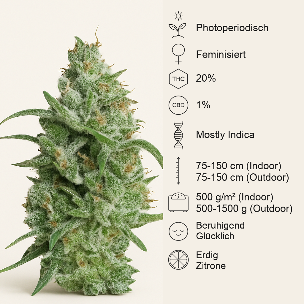 Super OG Kush (Pyramid Seeds) Cannabis-Samen